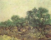 Vincent Van Gogh Olive Picking (nn04) France oil painting artist